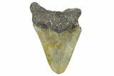 Bargain, Fossil Megalodon Tooth - North Carolina #371713-1